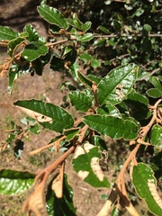 Pomaderris paniculosa paralia