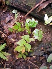 Adiantum macrophyllum