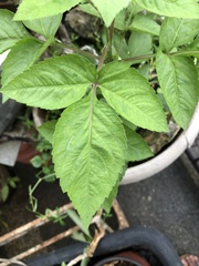 Magnoliopsida