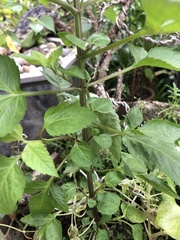 Magnoliopsida