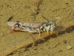 Melanoplus borealis
