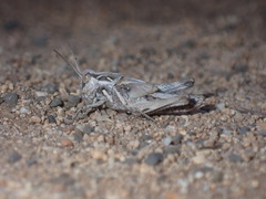 Oedaleus abruptus