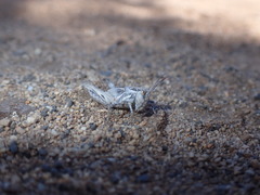 Oedaleus abruptus