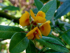 Callistachys lanceolata