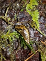 Prophysaon foliolatum