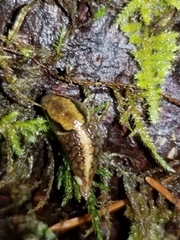 Prophysaon foliolatum