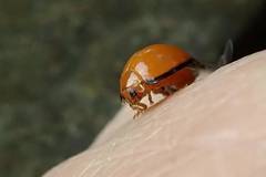 Chilocorus circumdatus