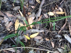 Comesperma volubile