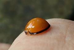 Chilocorus circumdatus