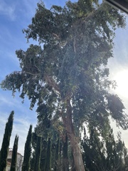 Melaleuca leucadendra