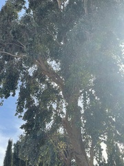 Melaleuca leucadendra