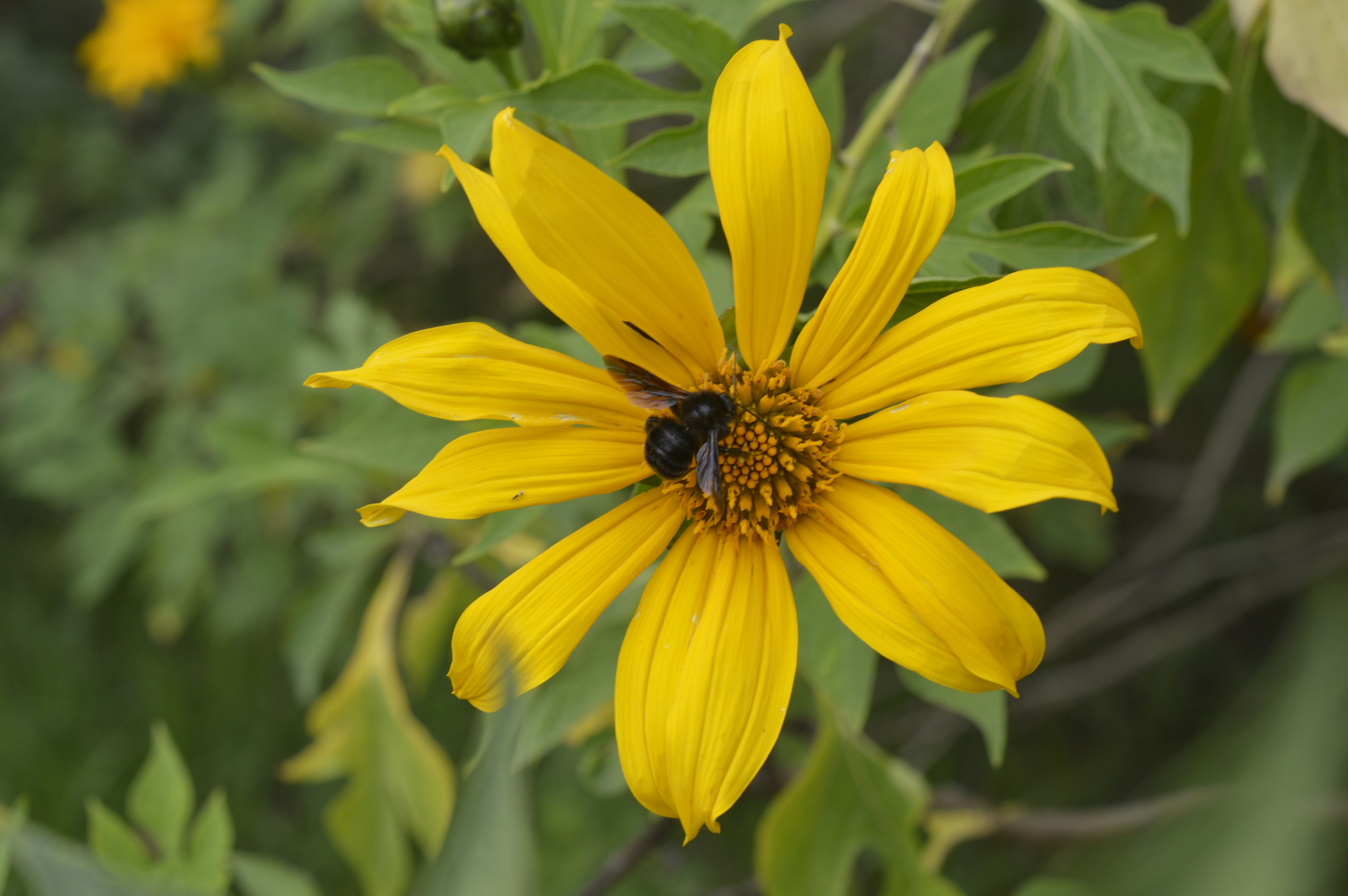 Bombus pauloensis image