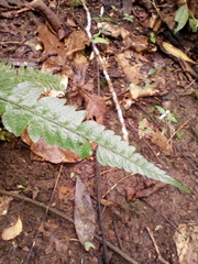 Polystichum platyphyllum