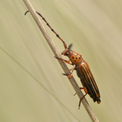 Oxymerus