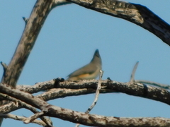Baeolophus atricristatus