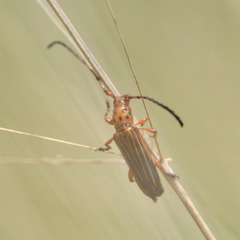 Oxymerus