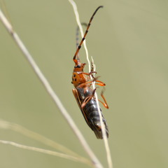 Oxymerus