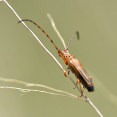 Oxymerus