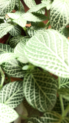 Fittonia