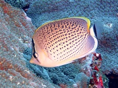 Chaetodon guttatissimus