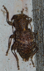 Plectrura spinicauda