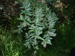 Callistachys lanceolata