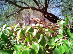 Ctenosaura macrolopha