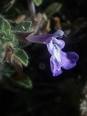 Salvia axillaris