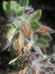 Salvia axillaris