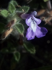 Salvia axillaris
