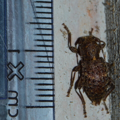 Plectrura spinicauda