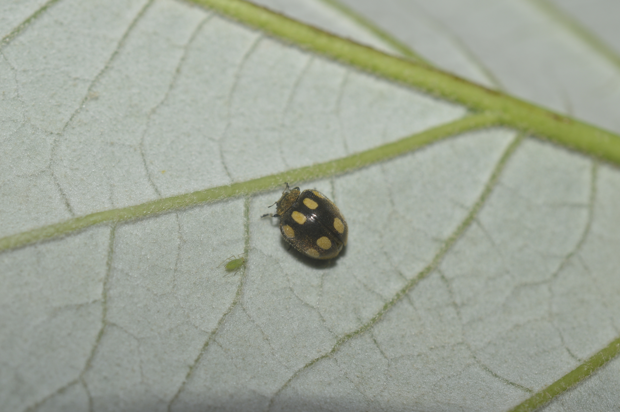 Epilachna image