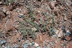 Calystegia vanzuukiae