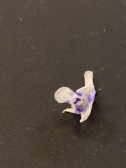 Lindernia grandiflora