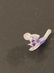 Lindernia grandiflora