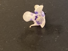 Lindernia grandiflora
