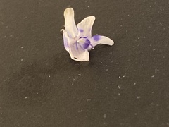 Lindernia grandiflora