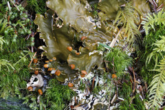 Peltigera degenii