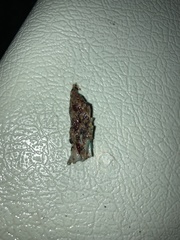 Athene cunicularia