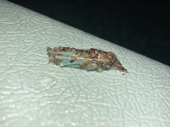 Athene cunicularia