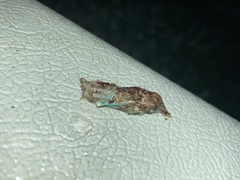 Athene cunicularia