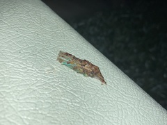 Athene cunicularia