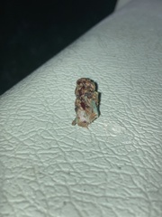 Athene cunicularia