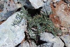 Calystegia vanzuukiae