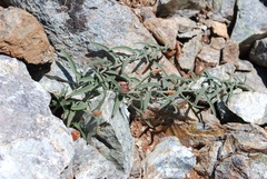 Calystegia vanzuukiae