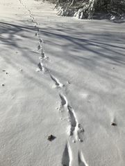 Odocoileus virginianus