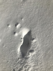 Odocoileus virginianus