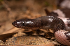 Lycodon futsingensis