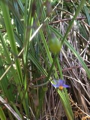 Dianella brevicaulis