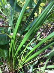 Dianella brevicaulis